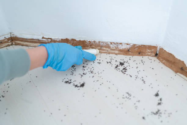 Best Local Pest Control Services  in Honeoye Falls, NY