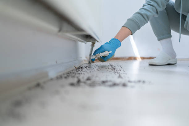 Best Spider Control Near Me  in Honeoye Falls, NY